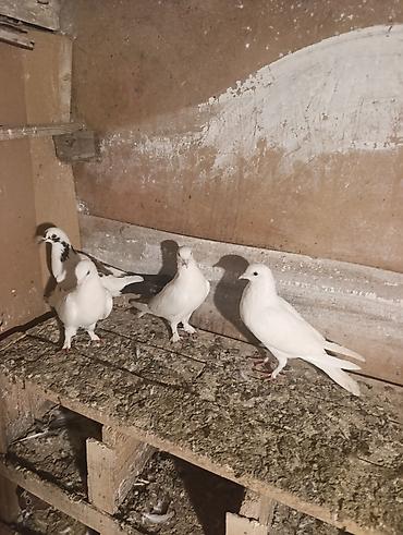 feniks quşu: 7 dene qusdu biri 5 manatdan qusdar göz qabaqinda unvan ayraport teref — 6