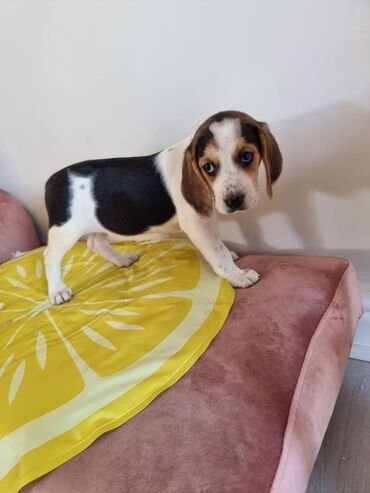 Cute and lovely male and female beagle puppies for sale, up to date