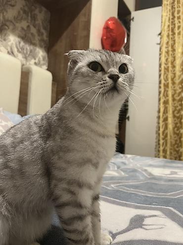 pisik almaq: Şotland, Dişi — 2
