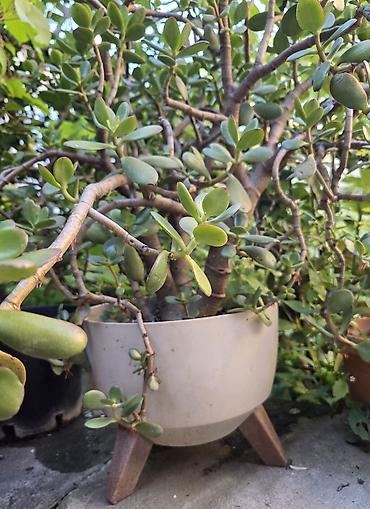 orxideya torpağı: 💵 Pul gülü (Crassula ovata) – iri, budaqlı sukulent 💵 Crassula ovata — 2