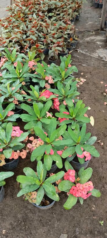 Otaq bitkiləri: Satışda dekorativ saksı bitkiləri – bağ və interyer üçün. - Euphorbia — 4