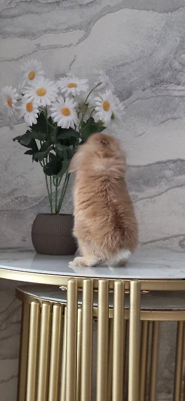 col dovsani: Mini lop dovşan 2 ay yarımlıqdı yeni alınıb bina evində baxmaq çətin — 4