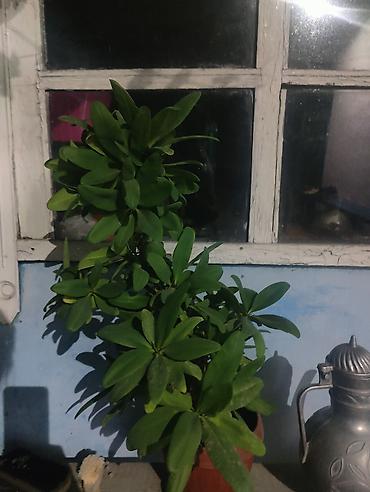 молочай гранта: Комнатное растение — молочай Милла (Euphorbia milii), декоративный — 2