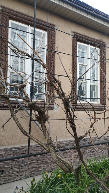 Облицовочный кирпич: Керамический, Рифленый, Пустотелый, дырчатый кирпич, Одинарный, 250×120×65 at lalafo.kg — 20 Облицовочный кирпич: Керамический, Рифленый, Пустотелый, дырчатый кирпич, Одинарный, 250×120×65 — 20