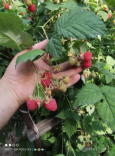 Продажа коттеджей и домов: Дом в ЧолпонАте р-он Хутор на участке более 10соток Продажа, два дома — 14