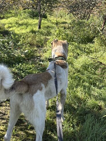 алабай в добрые руки: Alabay, 1 il, Erkek