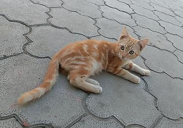 котиков: Кошка даром: Беспородная, 3 месяца, Мальчик, Метис — 1