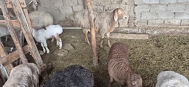 Баран, овца: Продаю | Овца (самка), Ягненок, Баран (самец) — 15