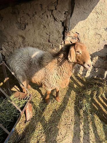 Баран, овца: Продаю | Овца (самка) | Для разведения | Матка — 11