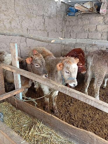 Коровы, быки: Продаю | Бык (самец) | Полукровка | На откорм | Привязанные — 7