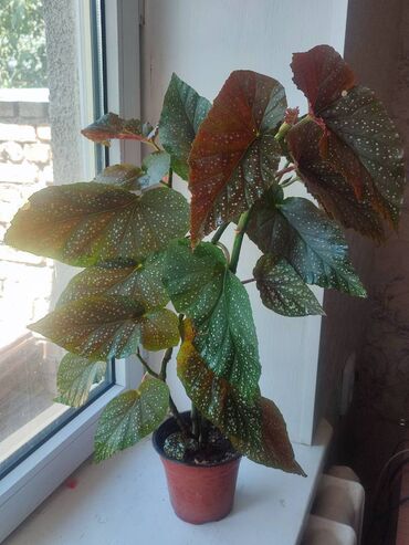 кызыл бирдик: Бегония ярко-красная Begonia coccinea. Также известная как бегония
