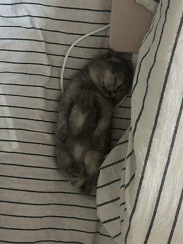 котята отдам: Котята от домашней кошки - На фото двое пушистых котят от — 3