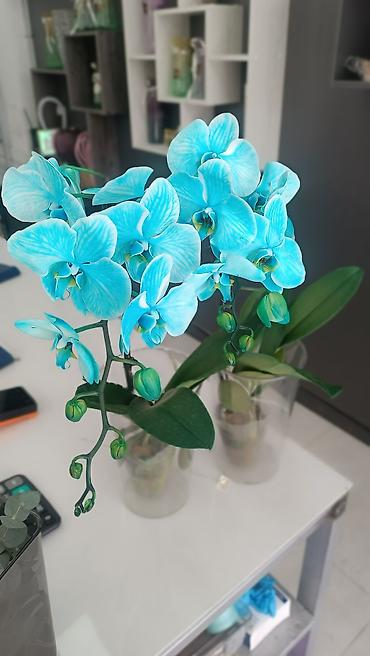 Другие комнатные растения: 🌿 Зелёное счастье для вашего дома 🌿 Комнатные растения и свежие цветы — 17