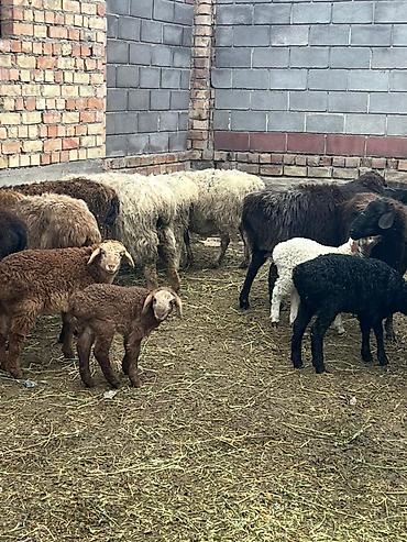 Баран, овца: Продаю | Овца (самка) | Для разведения | Матка — 1