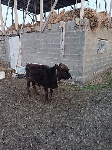 Коровы, быки: Продаю | Бык (самец) | Абердин-ангус | На откорм | Искусственник — 7