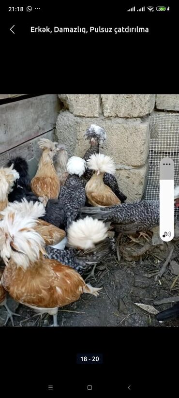 Xoruzlar: Tek 100 ayam zemani cut 200m .qap — 17