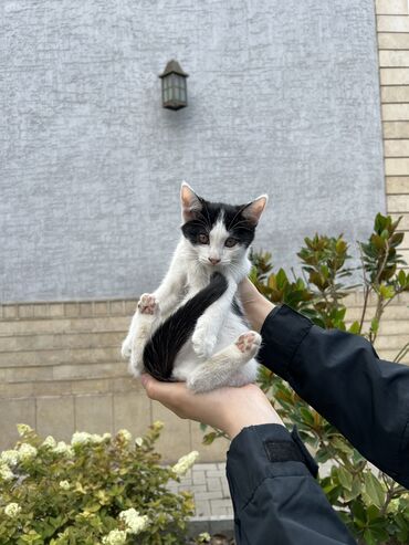 приму в дар кота: Отдаем котят бесплатно! Все девочки. - Игривые и ласковые. -