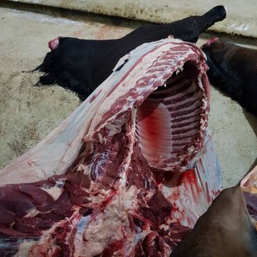 Куплю с/х животных: Куплю | Лошади, кони | Круглосуточно, Любое состояние, Забитый — 9