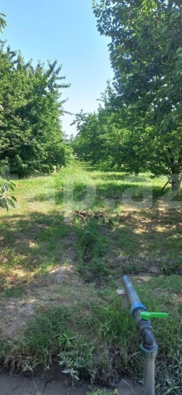 Ağaclar: Məhsul: Çiçəklənmə dövründə meyvə bağı (görünən ağaclar — 8