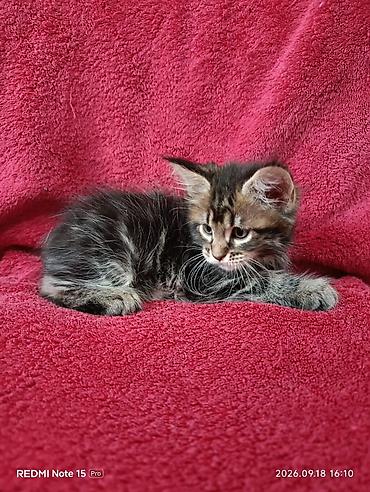 жаныбарлар ат: Мейн-Куны 🥰🥰🥰. Продаются котята Рысята ♥️ Чистокровные, Шикарные — 4