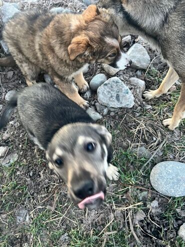 собаки бишкек: Отдаем в ответственные руки щенков: Девочка(серый окрас) 2,5 месяца