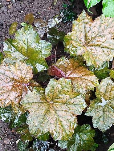 Другие садовые цветы и кустарники: Продаю гейхеру. В коллекции более 80 сортов. Звоните по тел. Вацап — 12