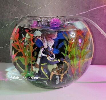 аквариумные рыбки в бишкеке: Аквариумный комплект! Понравится и взрослым и детям Пишите в вацап На