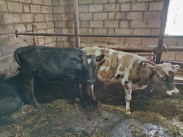 gəncə toyuq satan: 4 aylıq erkey qiymət cütünə aiddi real alıcınan razılaşma olacaq — 4