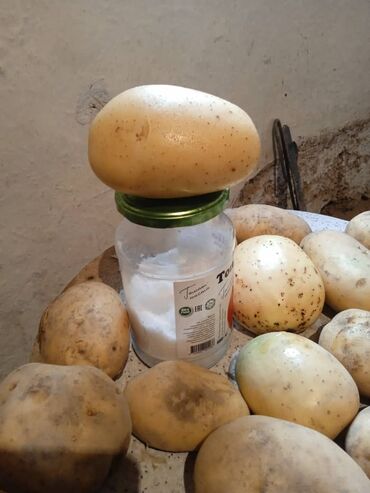 купить картошку оптом: Картошка Оптом
