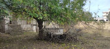 Bağ evlərinin satışı: Bağ sahəsi və köhnə tikili - Geniş, yaşıllıqla əhatələnmiş bağ — 7