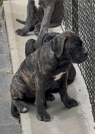 Psi: Dostupni za rezervaciju stenci Cane Corso iz registrovane — 4