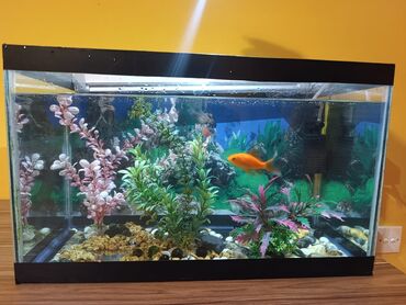 Akvariumlar: Təcili satılır köclə -da lalafo.az — 3 Akvariumlar: Təcili satılır köclə — 3