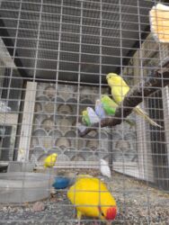 Птицы: Молодежь волнистых папугаев оптом и в розницу)насчёт доставки — 4