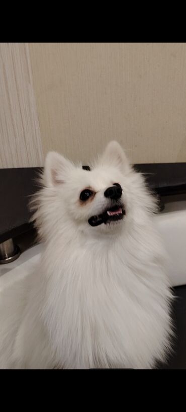 донской сфинкс котята: Шпиц