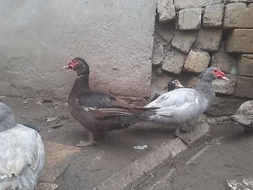 Ördəklər: Erkək, | Macar, Damazlıq, Ünvandan götürmə — 8