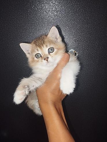 Британская короткошёрстная, 3 месяца, Девочка, Золотая шиншилла, Приучена к лотку, Проглистована at lalafo.kg — 5 Британская короткошёрстная, 3 месяца, Девочка, Золотая шиншилла, Приучена к лотку, Проглистована — 5