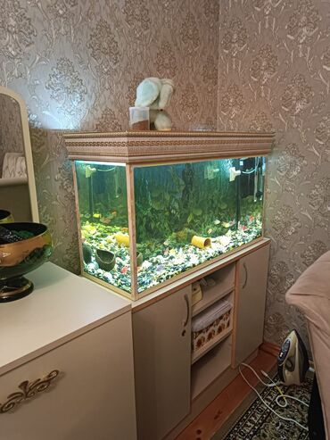 akvarium baliqlari satilir: Akvariyum satilir skafi ile birlikde icindekiler daxildi qiymet 300