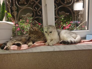 ağ pişik balası: Şotland yastı qulaq, Erkək, Yaxşı əllərə, Ödənişli çatdırılma