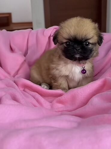 İtlər: Pekines, 2 ay, Dişi, Peyvəndli, Ünvandan götürmə