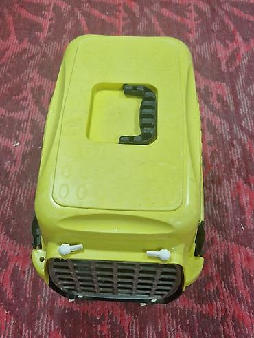 Pişiklər: Türk anqora, Erkək — 9