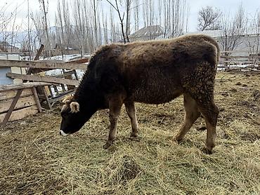 Коровы, быки: Продаю | Тёлка | На откорм | Племенные — 4