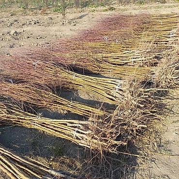 Tinglər: Salam isdenilen nov meyve tinglerini ve dekorativ aqaclari tam orjinal — 11