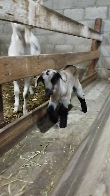 Козы, козлы: Продаю | Коза (самка) | Для разведения at lalafo.kg — 7 Козы, козлы: Продаю | Коза (самка) | Для разведения — 7