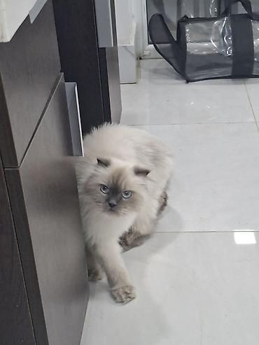 Pişiklər: Pera adlı safqanlı pişik • Növ: Pişik • Cins: British Blue Point — 2