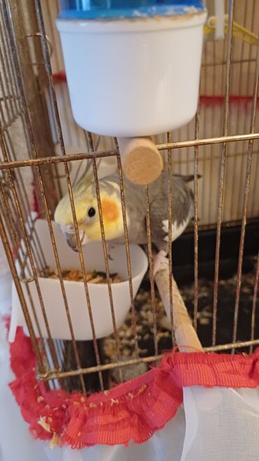 Миски: Növlə: Nimfa/Papuqay (cockatiel) Rəng: sarı baş, yanaqlarda portağal