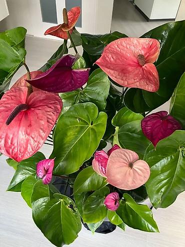 alov gulu: Anthurium (Alov çiçəyi) otaq bitkisi və dekorativ gül kompozisiyaları — 1