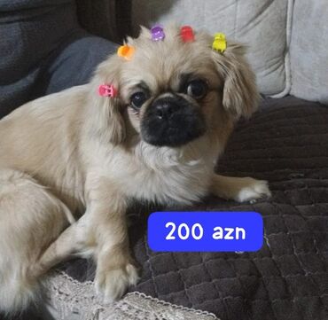 it baytarı: Pekines, 1 ay, Dişi, Peyvəndli, Ünvandan götürmə