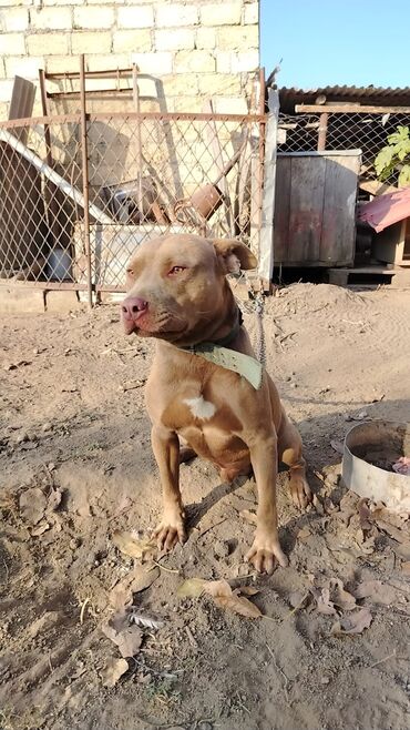 İtlər: Pitbul, 1 il, Erkek, Sənədli, Pulsuz çatdırılma — 7