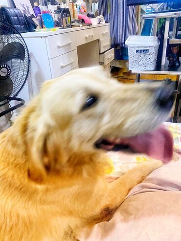 İtlər: Retriever, 1 il, Erkek, Peyvəndli — 8