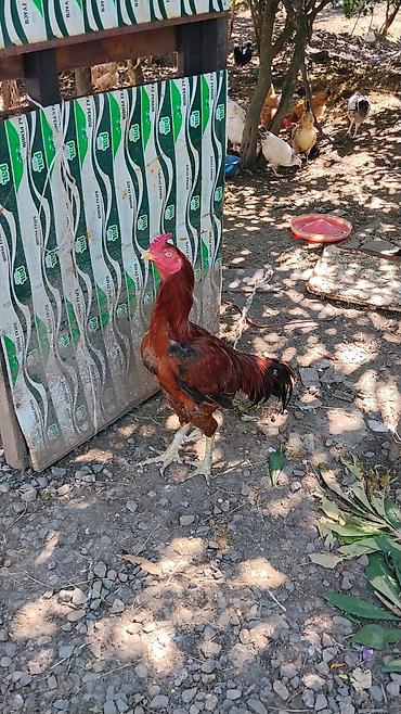 broiler toyuq satisi: Məhsul: Qırmızı-qara rəngli ev xoruzu Təsvir: - Uzun boyunlu, güclü — 4